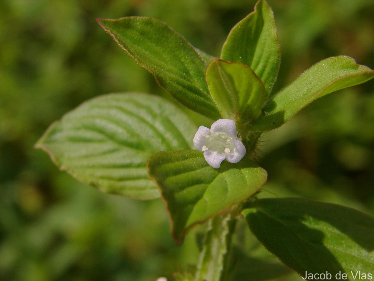 Spermacoce latifolia Aubl.
